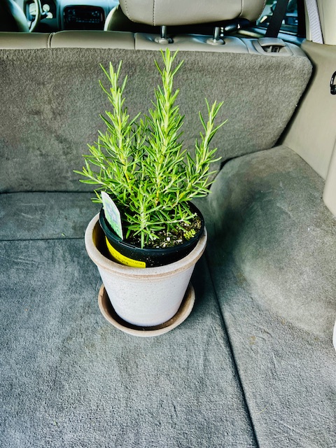 Rosemary plant