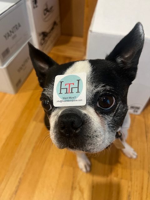 Barolo Boston terrier