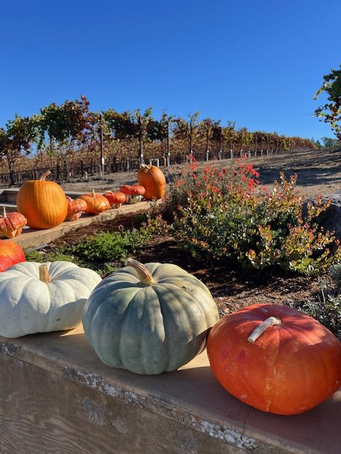 Pumpkins and Grape Vines