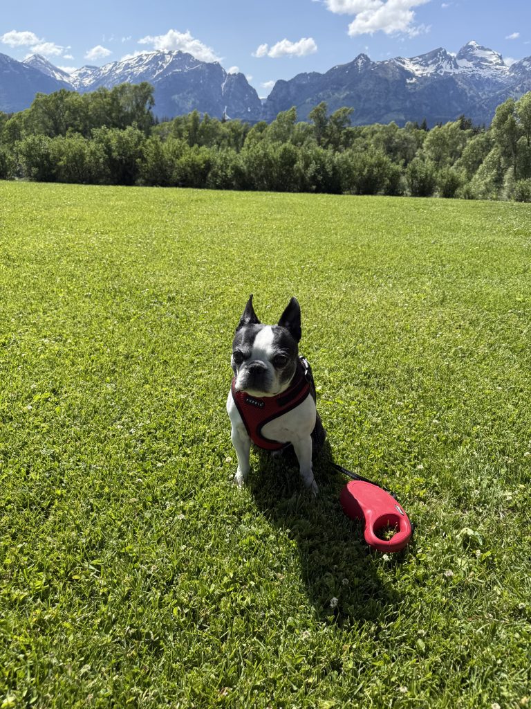my dog, boston terrier  sitting on grass in front of the tetons