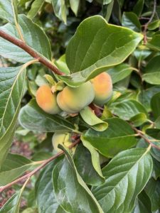 Not quite ripe persimmons