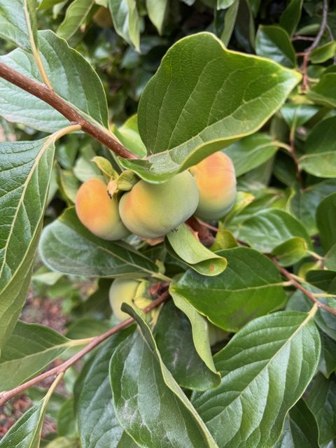 Not quite ripe persimmons